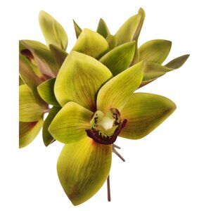 Green Cymbidium Orchid Artificial Flowers 6 Stem Bundle, Faux Orchid Wedding Flo